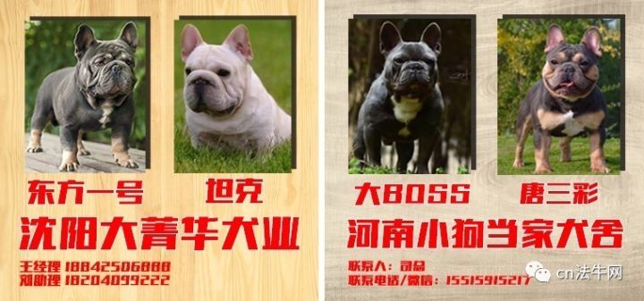 南宫犬业最新配种价格概览