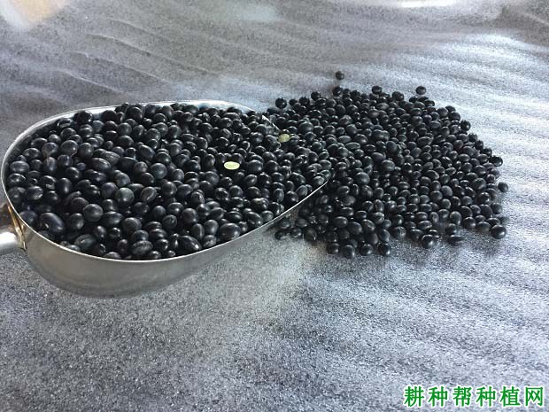 通辽黑豆最新价格行情分析